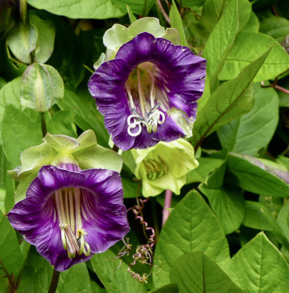 2400-cup-and-saucer-vine-cobaea-scandens