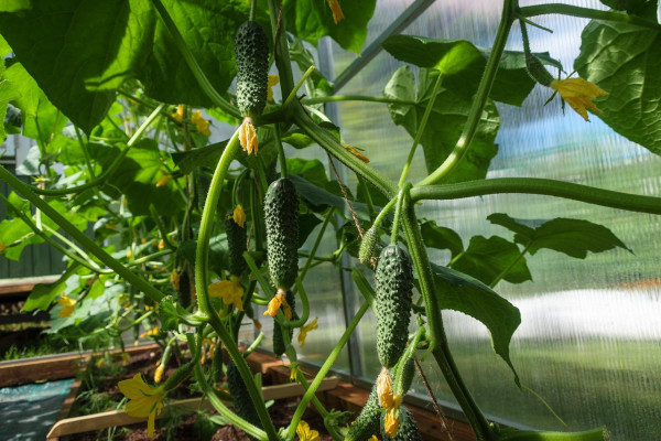 cucumbers-4698525_1280