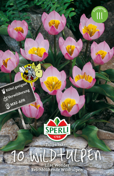 Produktbild von Sperli Wildtulpe Lilac Wonder mit Abbildung von blühenden lila Wildtulpen vor Steinen und Pflanzen sowie Informationen zur Sorte und Markenlogo