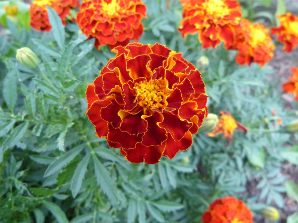 tagetes-2411716_1920