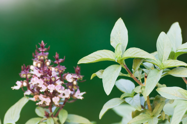 large-fresh-green-basil-and-flower