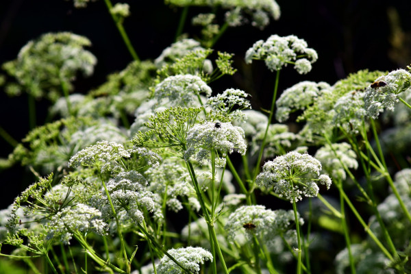 meadow-chervil-3454559_1920