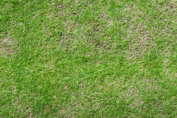large-abstract-top-view-green-color-of-grass-background-texture-for-background