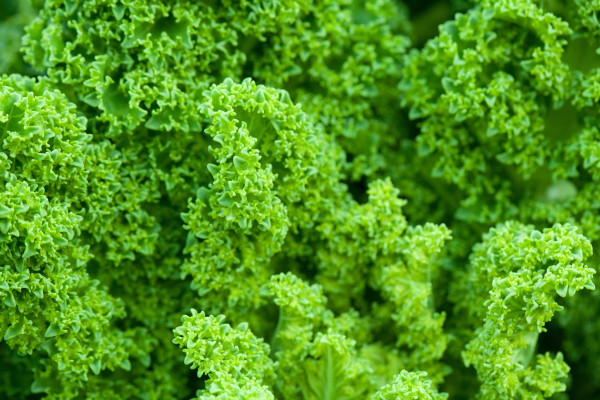 cabbage-84456_1920