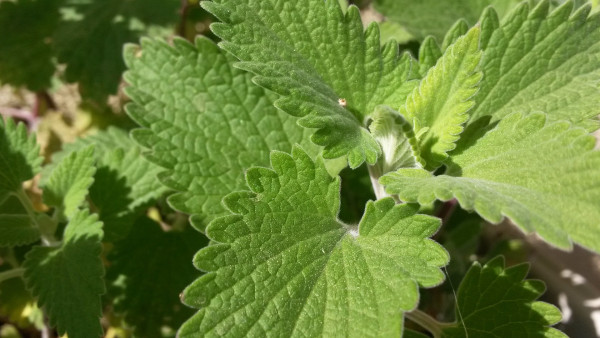 nepeta-cataria-718387_1920