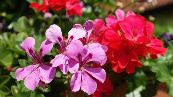 geraniums-168516_1920