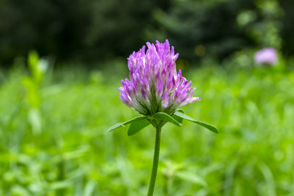 2400-pink-wild-flower-macro-shot