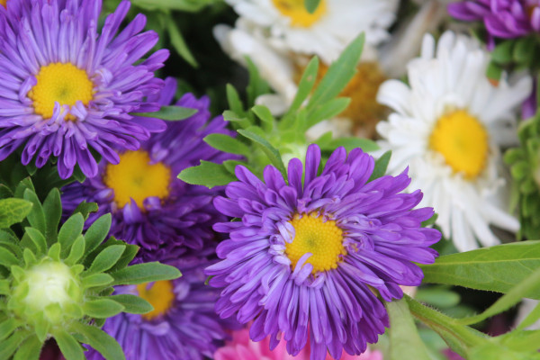 2400-china-aster-callistephus-chinensis-multicolored-flowers-in-one-bucket-container