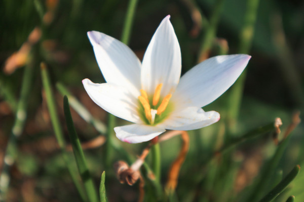 2400-zephyranthes-candida-flowers-with-common-names-autumn-zephyrlily-white-windflower-white-rain-lily-peruvian-swamp-lily-macro-white-flower