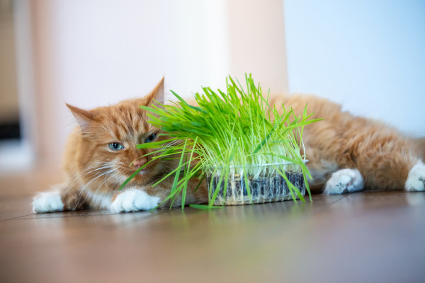 large-ginger-cat-with-white-paws-eating-fresh-green-grass-indoors