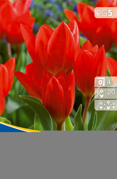 Produktbild von Kiepenkerl Wildtulpe praestans Fusilier mit roten Blüten und Angaben zur Pflanzenhöhe und Blütezeit.