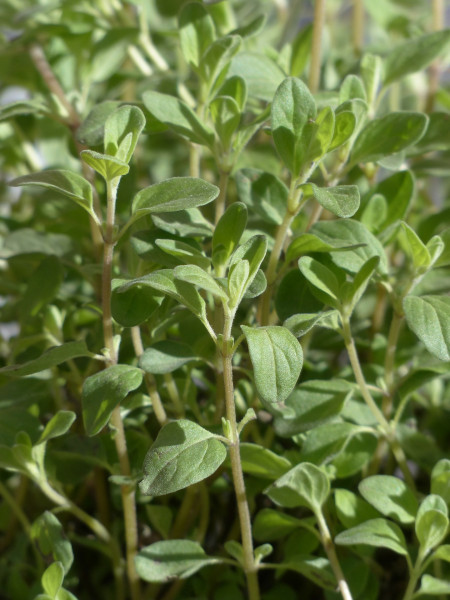 marjoram-115383_1920