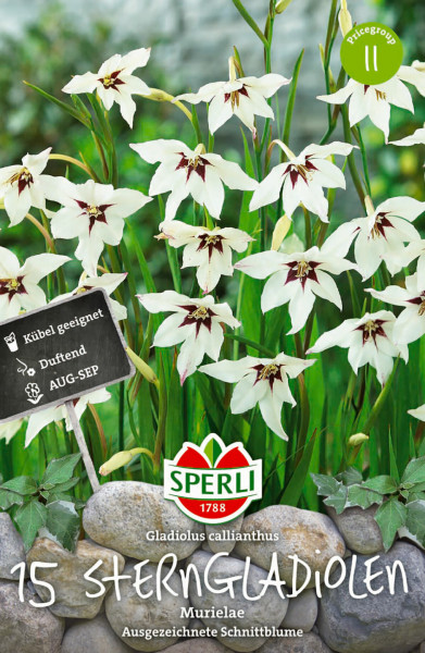 Produktbild von Sperli Sterngladiole mit weißen Blüten mit dunkler Mitte und Hinweisen auf Eigenschaften wie kübelgeeignet und duftend sowie Blütezeit August bis September.