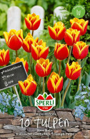 Sperli Triumphtulpe Kees Nelis