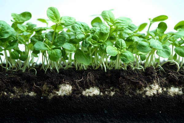 large-fresh-basil-seedlings-growing-in-rich-soil-for-organic-gardening-concepts