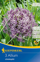 Kiepenkerl Zierlauch christophii