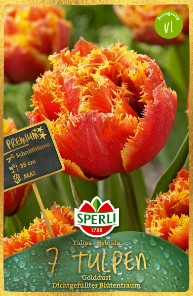 Produktbild von Sperli Premium Gefranste Tulpe Golddust mit Nahaufnahme der rot-gelben Blüte und Informationen zu Schnittblume und Blühmonat Mai im Vordergrund.