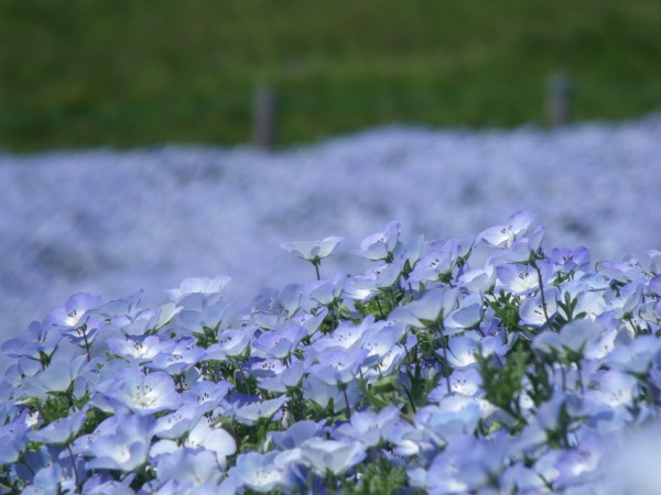 nemophila-678865_1920