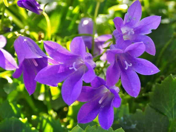 bluebells-3724733_1920
