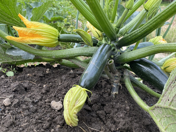 zucchini-5396044_1280