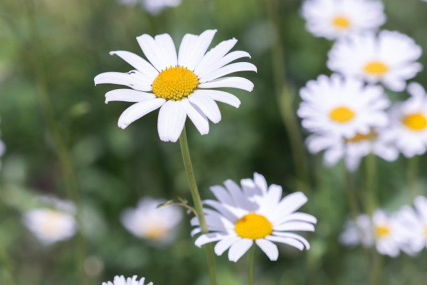 daisies-3488037_1920