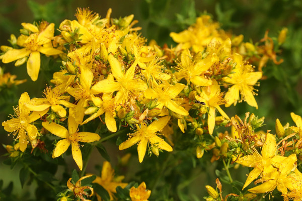 large-flowered-st-johns-wort-5287598_1920