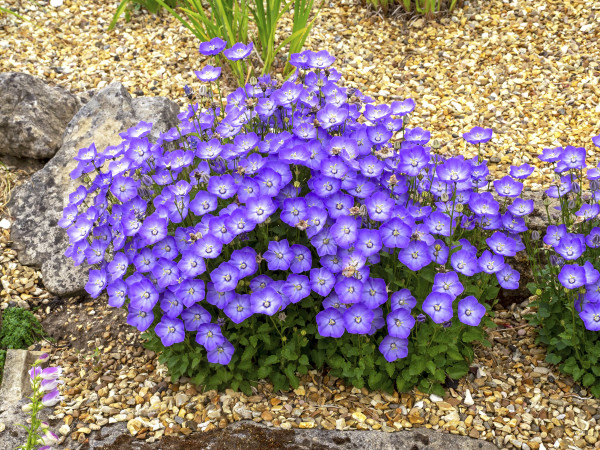 2400-campanula-samantha-plant-flowering-in-a-garden