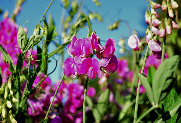 sweet-pea-4313853_1920qTAm6DWYcQsPl