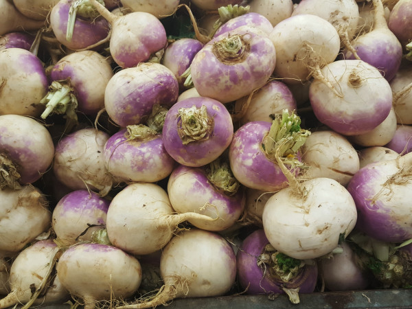 2400-harvest-of-turnips