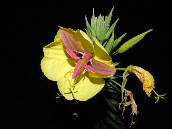 evening-primrose-2488239_1280