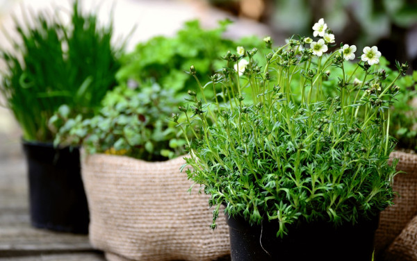 herbs-6204109_1280