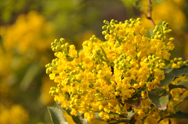 mimosa-2489617_1280