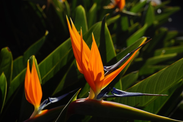 bird-of-paradise-flower-375643_1920