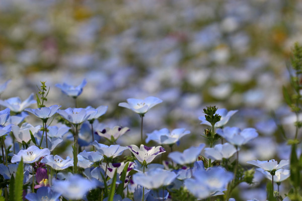 nemophila-3520665_1920