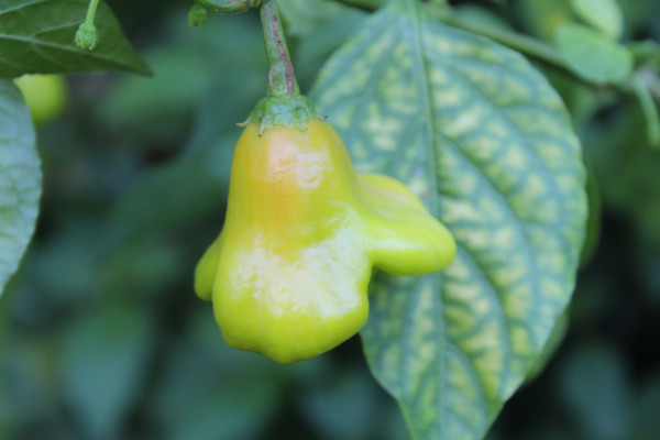 2400-bishop-s-crown-capsicum-baccatum-christmas-bell-joker-s-hat-or-pepper-3