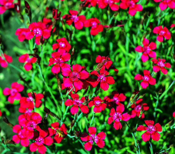 2400-dianthus-deltoides-brilliant-red-or-carnation-flowers-with-green