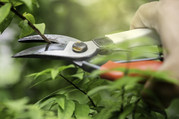 2400-asian-gardener-pruning-shears-tree-to-cut-branches-on-plant-hobby