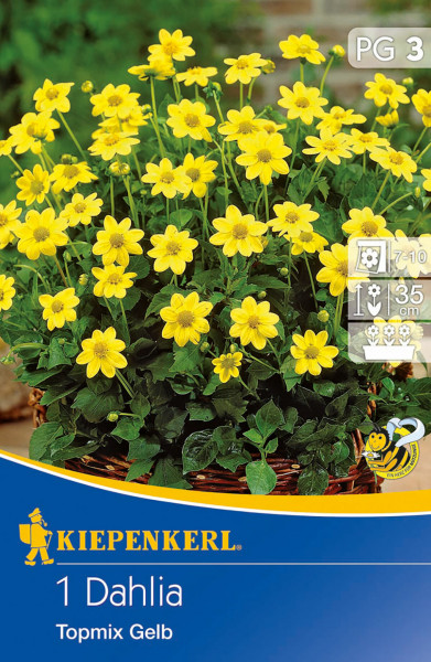 Produktbild von Kiepenkerl Baby-Dahlie Topmix Gelb mit gelben Blüten und Produktinformationen auf der Verpackung.