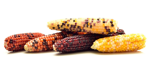 corn-3740970_1280