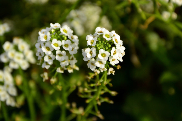 silver-herbs-7559199_1920
