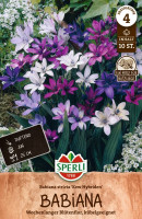 Sperli Pavianblume Kew Hybriden