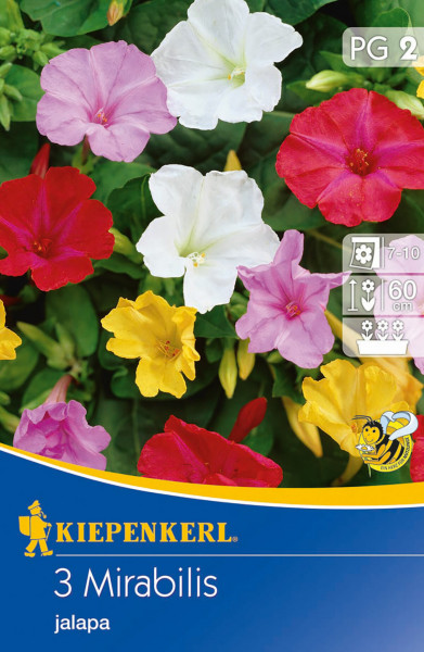 Produktbild von Kiepenkerl Wunderblume mit verschiedenen farbigen Blüten und Informationen zu Blütezeit und Wuchshöhe auf der Verpackung.