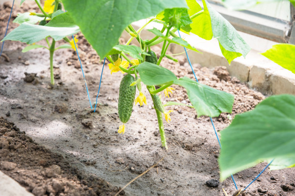 large-first-harvest-of-one-green-cucumber-grown-in-spring-in-a-polycarbonate-greenhouse-food-crisis