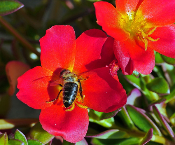 purslane-florets-3558913_1280