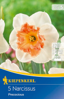 Kiepenkerl Narzisse Precocious