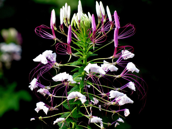 cleome-hassleriana-53641_1920