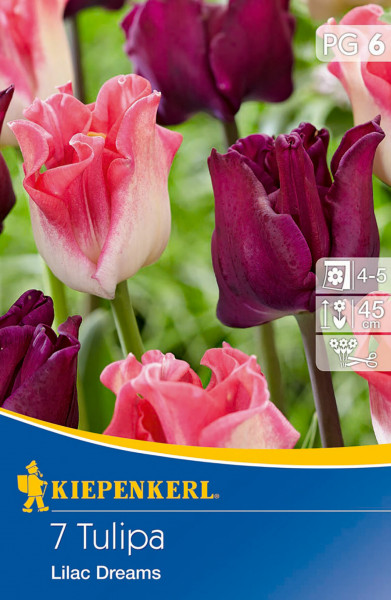 Produktbild von Kiepenkerl Kronentulpe Lilac Dreams mit Abbildung lilafarbener und rosafarbener Tulpen sowie Informationen zur Pflanzzeit und Wuchshöhe.