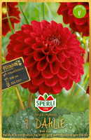 Sperli Dahlie Red Fox