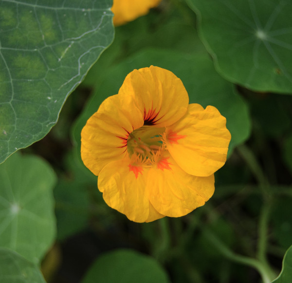 garden-nasturtium-8233688_1920