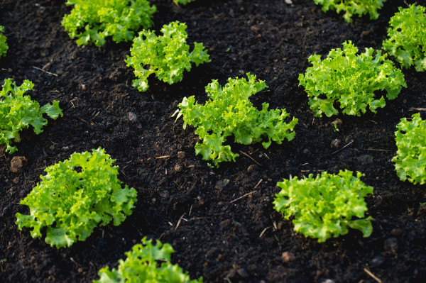 large-vegetable-garden-from-farmers-without-farmers-concept-of-vegetable-garden-kitchen-and-non-toxic-food